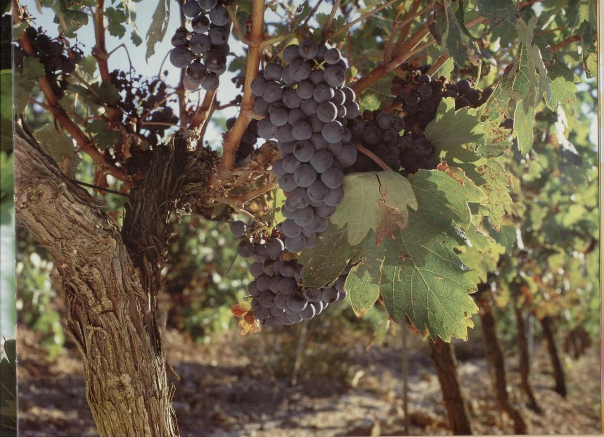 Alojamiento Rural Pueblo De La Ribera 佩纳菲尔 外观 照片